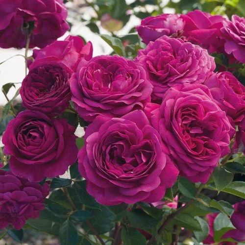 Bush Roses — Van Winden's